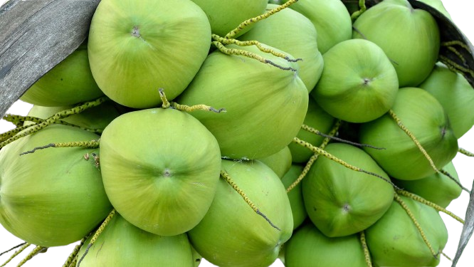 (image for) Coconut (Jelly)