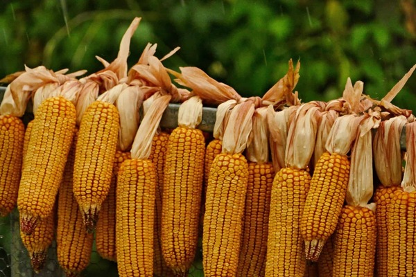(image for) Corn (Dry, Native)