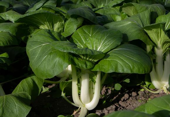 (image for) Pak Choi