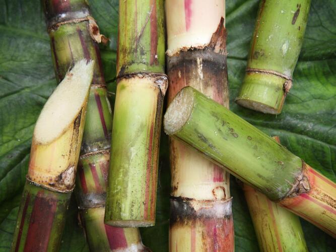 (image for) Sugar Cane